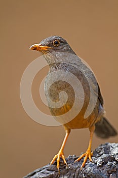 Karoo Thrush perched on rock