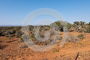 Karoo vegetation in the Eastern Cape of South Africa