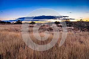 The Karoo veld