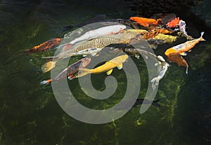 Karp fish in pond