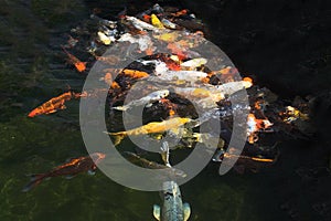 Karp fish in pond