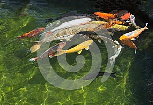 Karp fish in pond