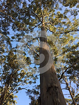 Karri Forrest photo