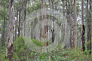 Karri and jarrah forest of the South West of Australia