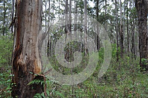 Karri and jarrah forest of the South West of Australia