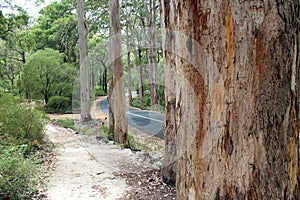 Karri Trees Boranup National Park West Australia