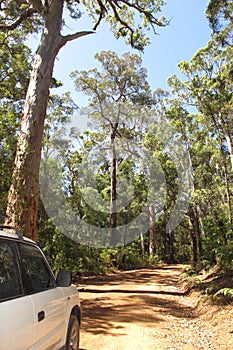 Karri Trees, West Australia