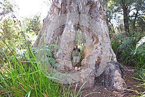 Karri Trees, West Australia