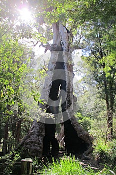 Karri Trees, West Australia