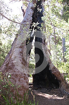 Karri Trees, West Australia