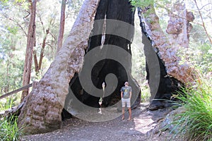 Karri Trees, West Australia