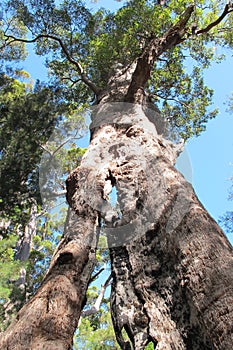 Karri Trees, West Australia