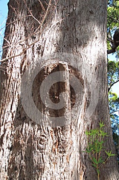 Karri Trees, West Australia