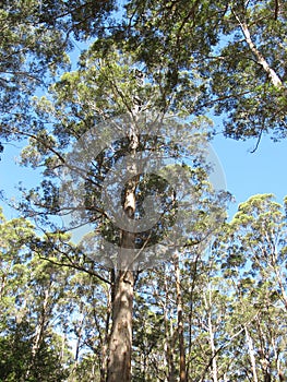 Karri Trees, West Australia