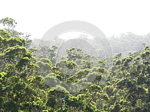 Karri Trees, West Australia