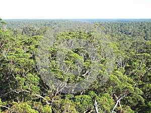 Karri Trees, West Australia