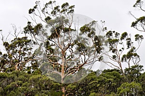 Karri Trees of Western Australia