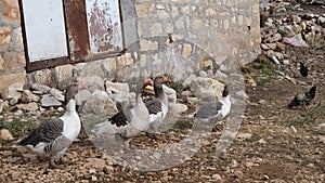 Kars goose famous for its taste in Turkey
