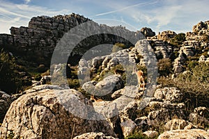 Karst landscape in El Torcal de Antequera, Spain photo