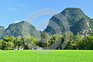 Karst Mountains and Green Rice Fields at Mingshi Pastoral