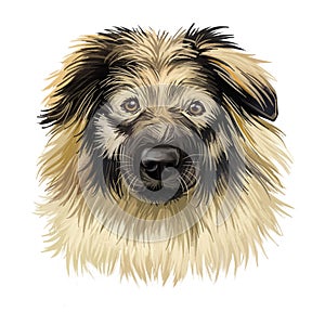 Karst Shepherd, Kraaki ovcar, Krasevec dog digital art illustration isolated on white background. Slovenia origin guardian