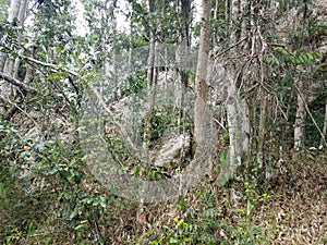Karst stone and trees in the Guajataca forest in Puerto Rico