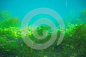 Karstic spring of river Blau