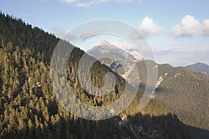 Karwendel pine forest