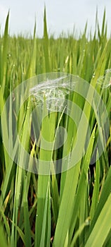 Kashflower seeds are attached to the paddy plant