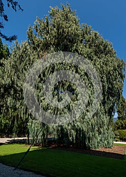 Kashmir Cypress is an over 200-year-old tree on Isola Madre island. Italy