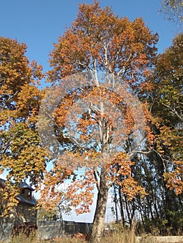 Kashmiri chinar tree