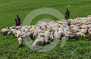 Kashmiri shepherd with sheep grazing