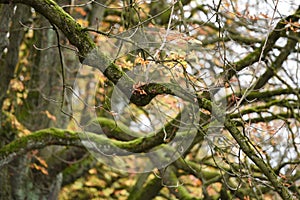 Leaves of a chestnut tree