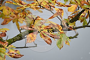 Leaves of a chestnut tree photo