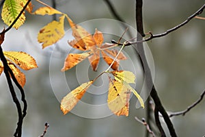 Leaves of a chestnut tree photo