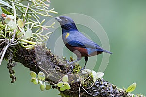 Kastanjebuikorganist, Chestnut-bellied Euphonia, Euphonia pector