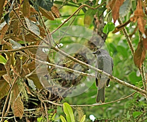 Kastanjekruinpiha, Chestnut-capped Piha, Lipaugus weberi