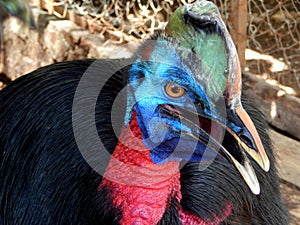 Kasuari, a flightless big bird from Papua, Indonesia.