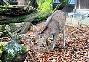 The Kasuga Taisha Grand Shrine in Nara.