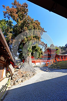 Kasuga Taisha, a Shinto shrine with beautiful lantern