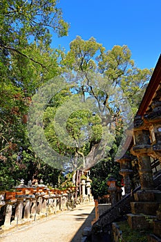 Kasuga Taisha, a Shinto shrine with beautiful lantern