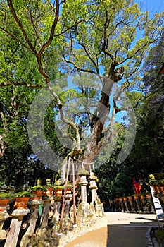 Kasuga Taisha, a Shinto shrine with beautiful lantern