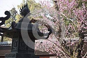 Kasuga-Taisha temple, torii, cherry blossoms and stone lanterns in Nara in Japan