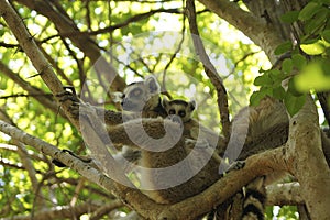 Kata lemur in Isalo National Park, Madagascar