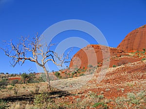 Kata Tjuta landscape photo