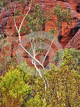 Kata Tjuta Red Rocks and White Ghost Gum, Northern Territory, Australia