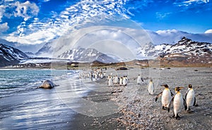 Katabatic winds encroach on St. Andrews Bay on South Georgia