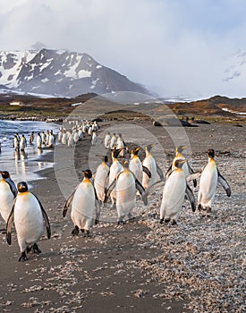 Katabatic winds threaten king penguins on St. Andrews Bay, South Georgia