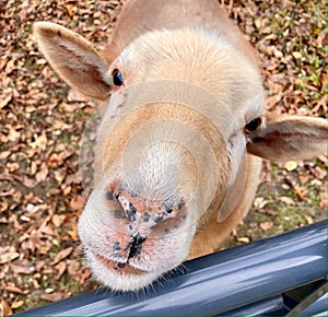 Katahdin domestic sheep face