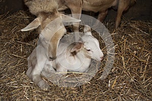 Katahdin ewe cleaning its lamb